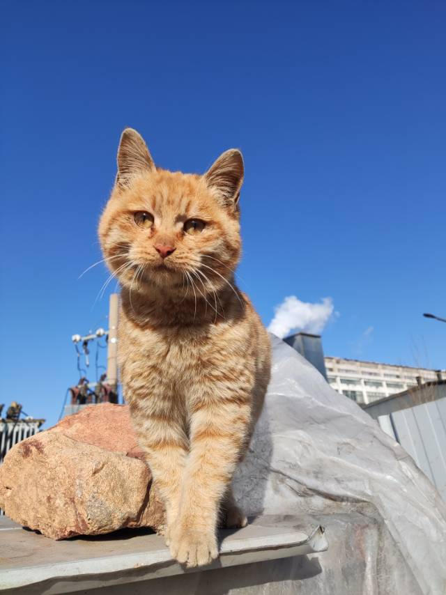 1月22日洛阳市新安县恒豫瓷厂领养猫,宠物猫,猫咪【领养启示/启事】