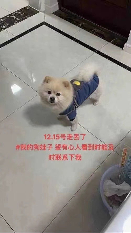 12月15日南京市栖霞区燕子矶中海燕叽听潮三期走失博美【寻博美启示/启事】