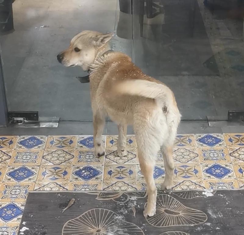 2月2日许昌市魏都区赵湾路健发御园(滋香唐总店)走失土狗,柴犬,田园犬,中华田园犬【寻土狗/田园犬启示/启事】