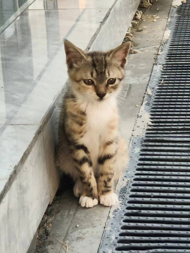 2月10日抚州市金溪县浒湾镇文辉桥对面领养狸花猫【领养启示/启事】