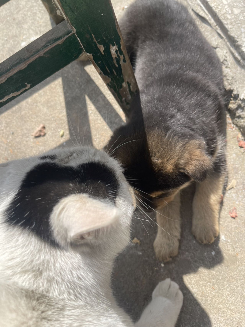 2月14日衡阳市衡山县东湖镇街上领养土狗,柴犬,田园犬,中华田园犬【领养启示/启事】