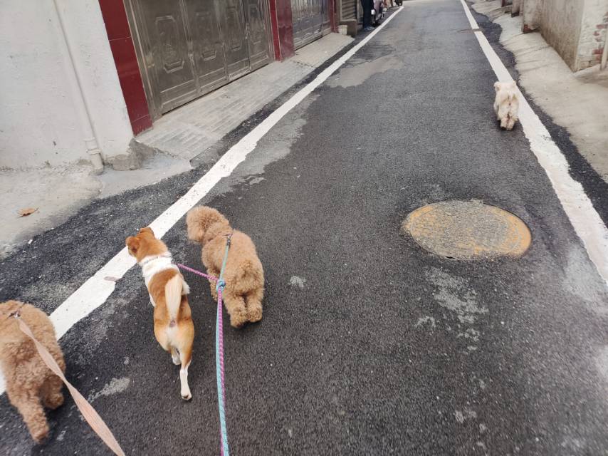 2月11日黄冈市黄梅县东禅路住宅走失狗,宠物狗【寻狗启示/启事】