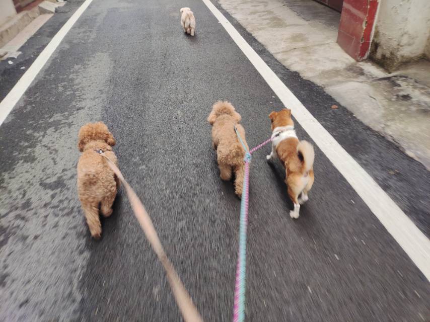 2月11日黄冈市黄梅县东禅路住宅走失狗,宠物狗【寻狗启示/启事】