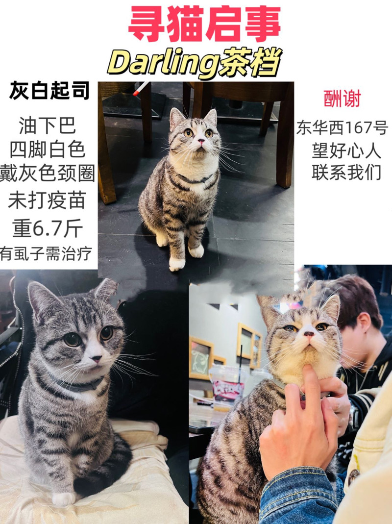 2月19日广州市越秀区东华西路167号走失猫,宠物猫,猫咪【寻猫启示/启事】