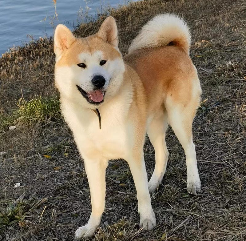 2月17日石家庄市裕华区太行西街与延河路交叉口附近走失秋田犬【寻秋田犬启示/启事】