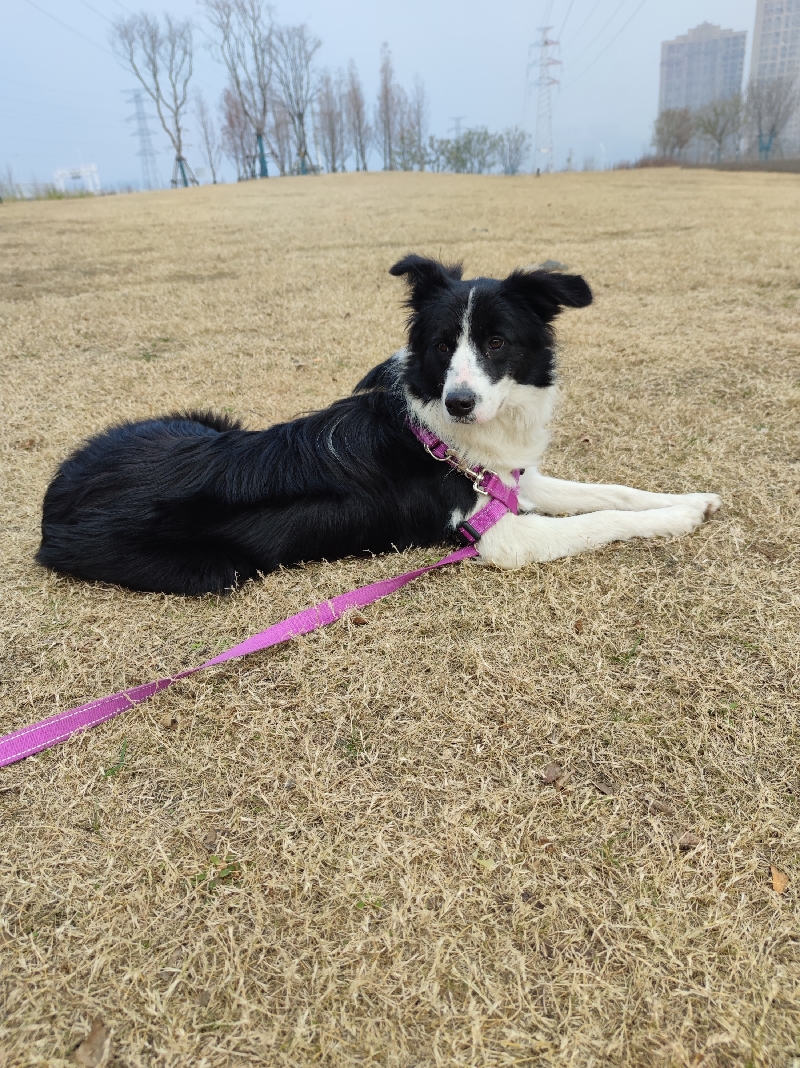 1月28日武汉市蔡甸区大集小集走失边牧,边境牧羊犬【寻边牧/边境牧羊犬启示/启事】