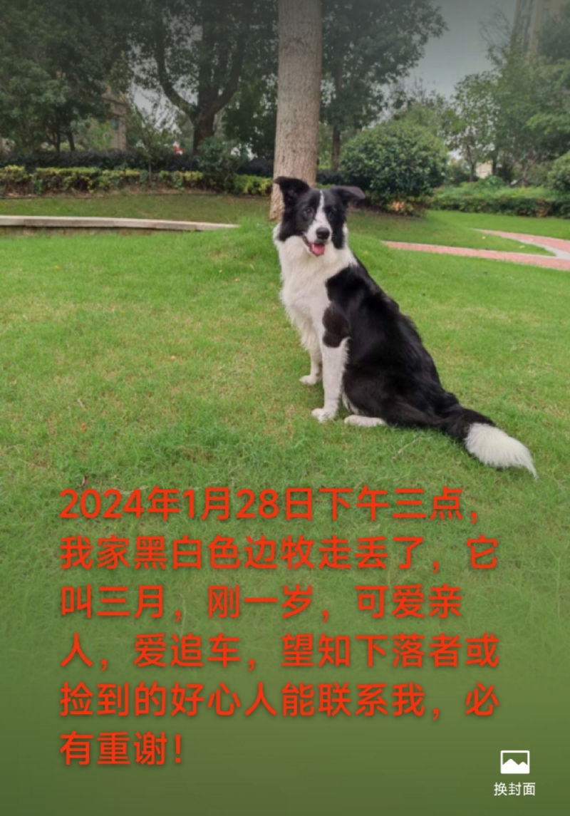 1月28日武汉市蔡甸区大集小集走失边牧,边境牧羊犬【寻边牧/边境牧羊犬启示/启事】