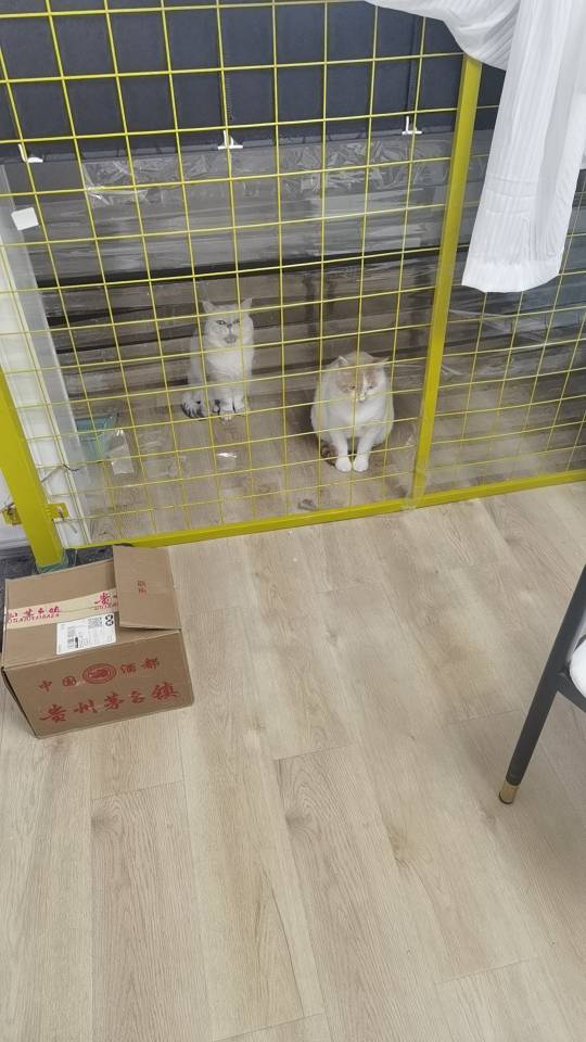 2月2日黔南布依族苗族自治州都匀市北部星城36栋领养猫,宠物猫,猫咪【领养启示/启事】