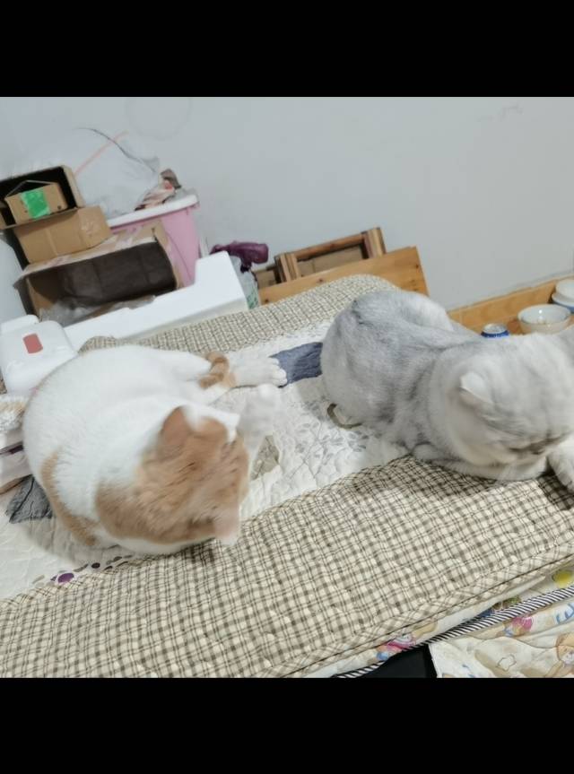 2月2日黔南布依族苗族自治州都匀市北部星城36栋领养猫,宠物猫,猫咪【领养启示/启事】