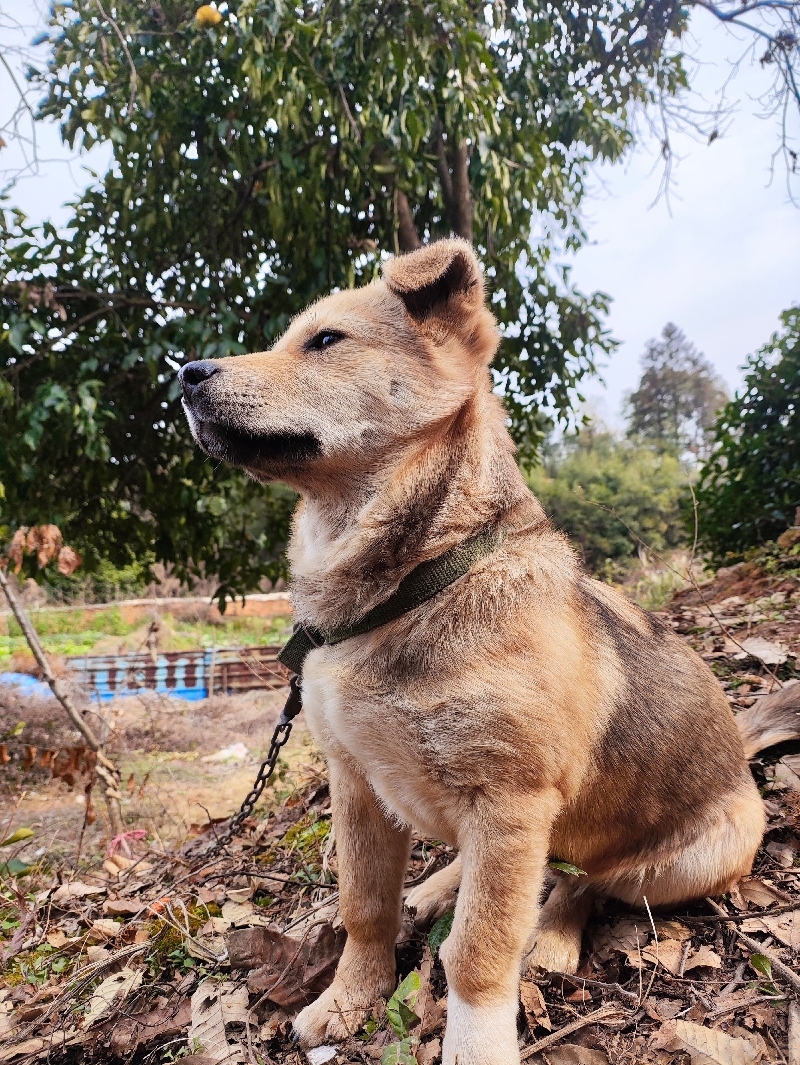 2月23日萍乡市上栗县上栗镇洋田走失土狗,柴犬,田园犬,中华田园犬【寻土狗/田园犬启示/启事】