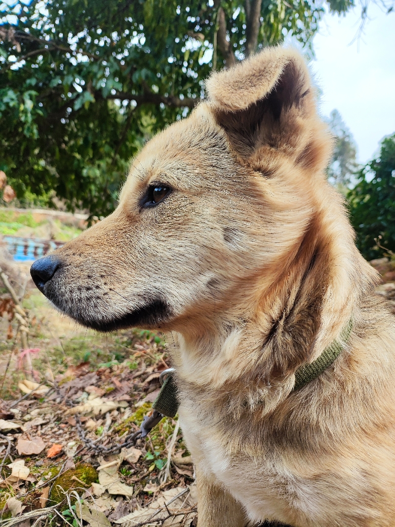 2月23日萍乡市上栗县上栗镇洋田走失土狗,柴犬,田园犬,中华田园犬【寻土狗/田园犬启示/启事】