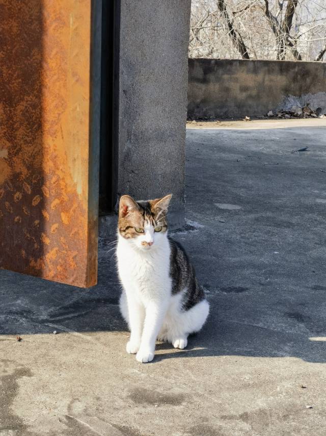 3月1日开封市龙亭区领养田园猫,家猫【领养启示/启事】