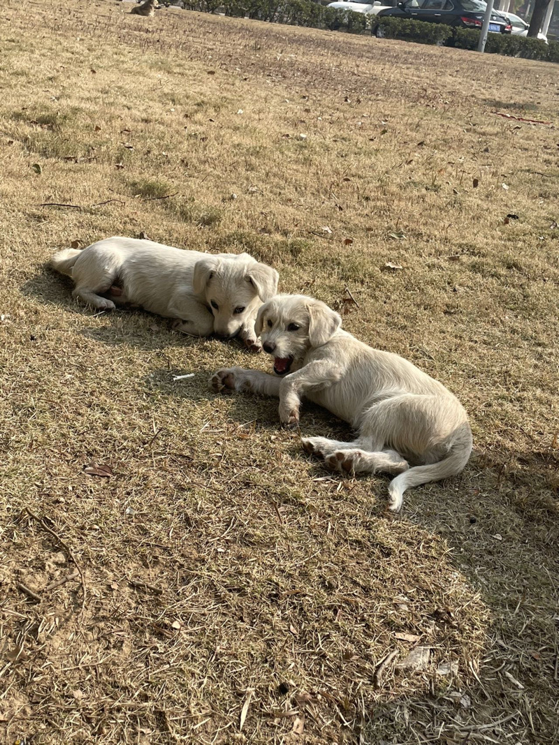 3月7日镇江市扬中市西来桥镇领养土狗,柴犬,田园犬,中华田园犬【领养启示/启事】