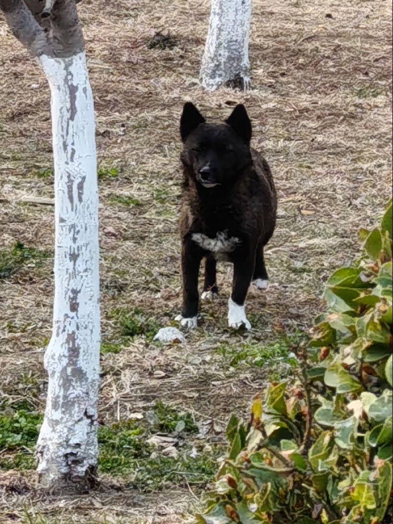 3月7日济宁市任城区北湖新区明德华府小区门口发现流浪土狗,柴犬,田园犬,中华田园犬【流浪土狗/田园犬线索】