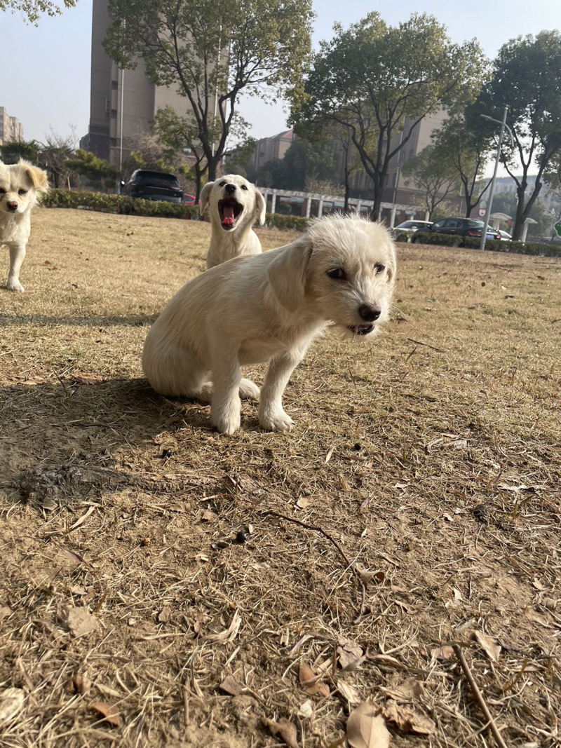 3月7日镇江市扬中市西来桥镇领养土狗,柴犬,田园犬,中华田园犬【领养启示/启事】