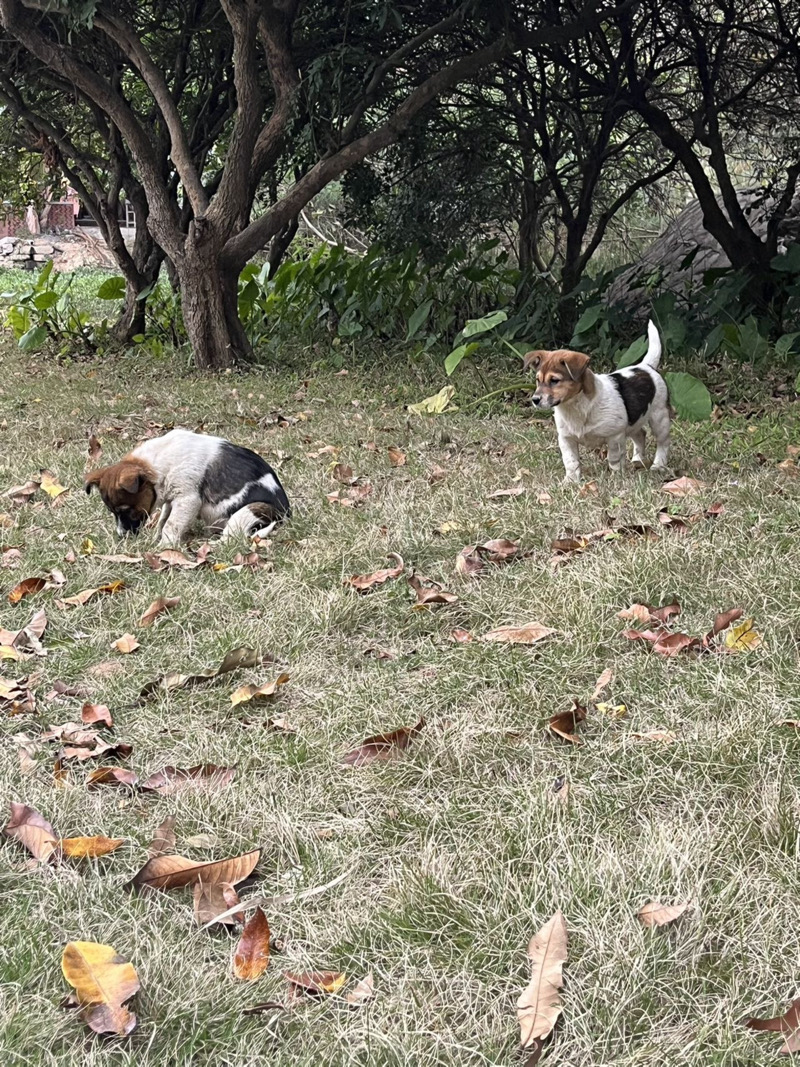 3月7日泉州市鲤城区鲤城领养狗,宠物狗【领养启示/启事】