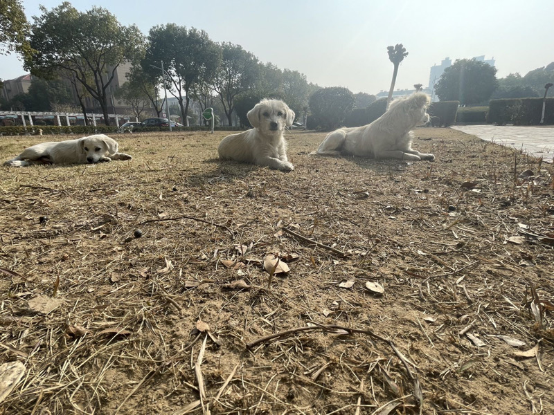 3月7日镇江市扬中市西来桥镇领养土狗,柴犬,田园犬,中华田园犬【领养启示/启事】