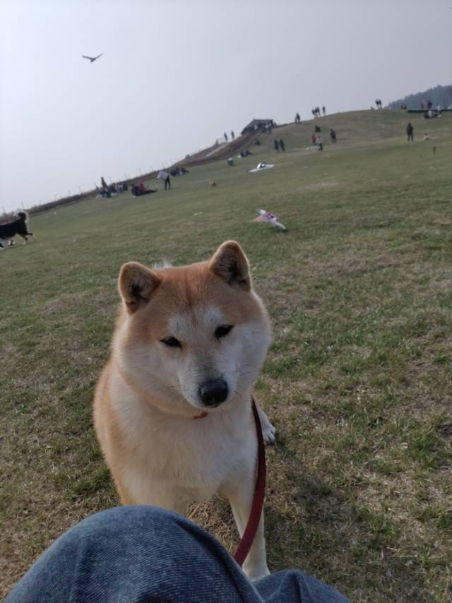 3月10日孝感市应城市蒲韵尚都小区附近走失秋田犬【寻秋田犬启示/启事】