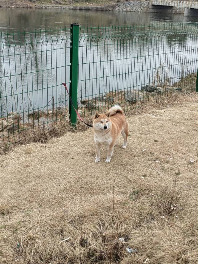 3月10日孝感市应城市蒲韵尚都小区附近走失秋田犬【寻秋田犬启示/启事】