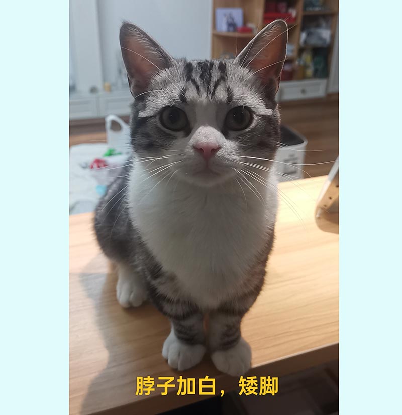 3月10日德阳市旌阳区希望城玫瑰湾6栋附近走失猫,宠物猫,猫咪【寻猫启示/启事】