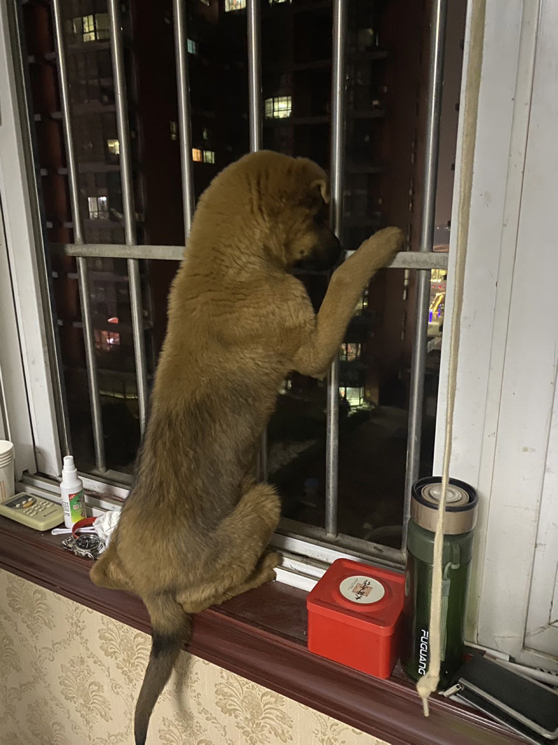 3月17日三门峡市湖滨区工学院附近走失土狗,柴犬,田园犬,中华田园犬【寻土狗/田园犬启示/启事】