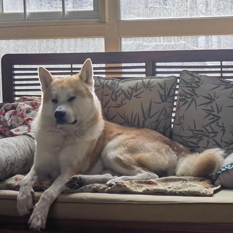 2月17日石家庄市裕华区太行西街与延河路交叉口附近走失秋田犬【寻秋田犬启示/启事】