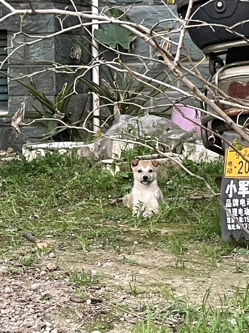 3月22日宁波市宁海县兴海家园捡到流浪狗,宠物狗【狗招领启示/启事】