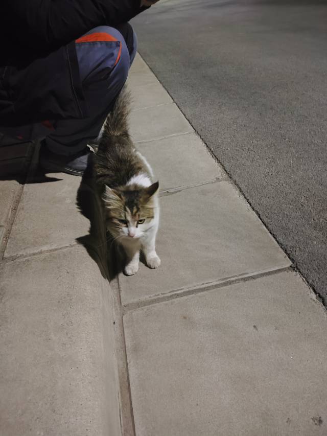 3月17日郑州市中牟县锦龙花园附近捡到流浪猫,宠物猫,猫咪【猫招领启示/启事】