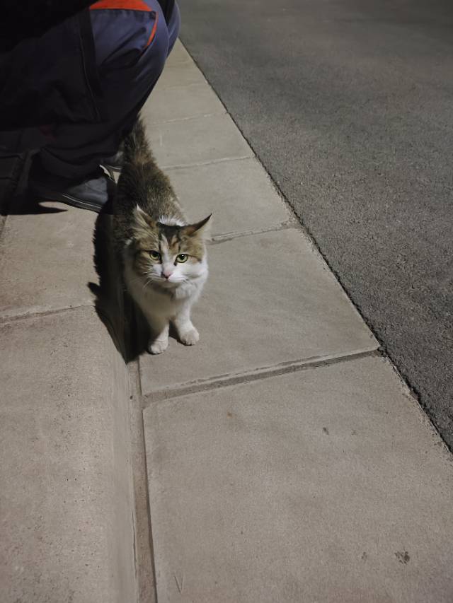 3月17日郑州市中牟县锦龙花园附近捡到流浪猫,宠物猫,猫咪【猫招领启示/启事】