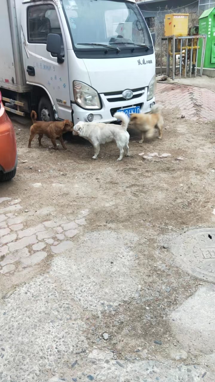 3月22日葫芦岛市绥中县绥中百货大楼走失土狗,柴犬,田园犬,中华田园犬【寻土狗/田园犬启示/启事】