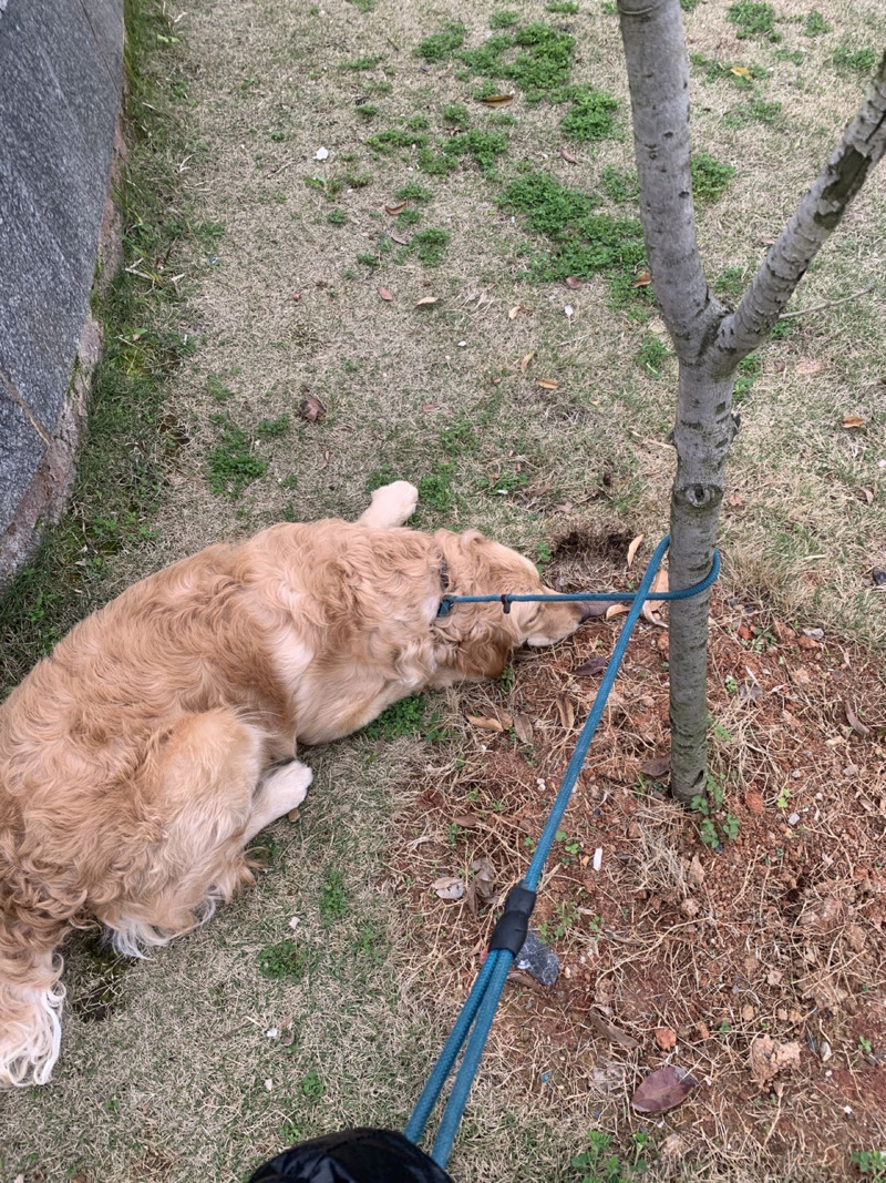 3月28日宜春市袁州区环城南路怡欣花园二期走失金毛【寻金毛启示/启事】