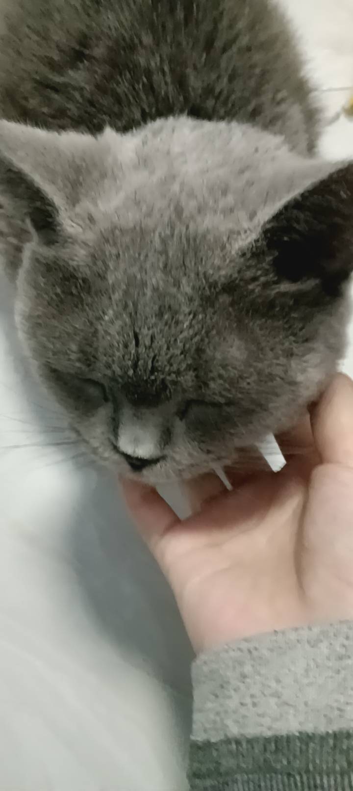 4月2日鸡西市鸡东县粮食小区领养猫,宠物猫,猫咪【领养启示/启事】