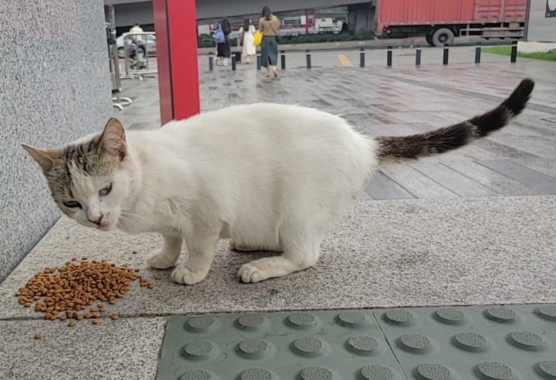 4月6日广州市黄埔区黄浦区五号线近地铁领养田园猫,家猫【领养启示/启事】