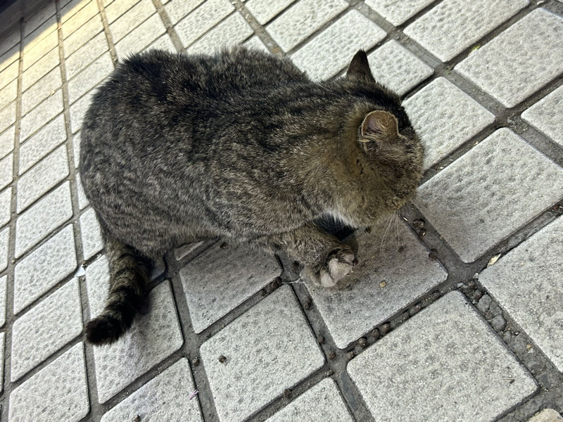 4月10日扬州市邗江区汇金谷捡到流浪猫,宠物猫,猫咪【猫招领启示/启事】