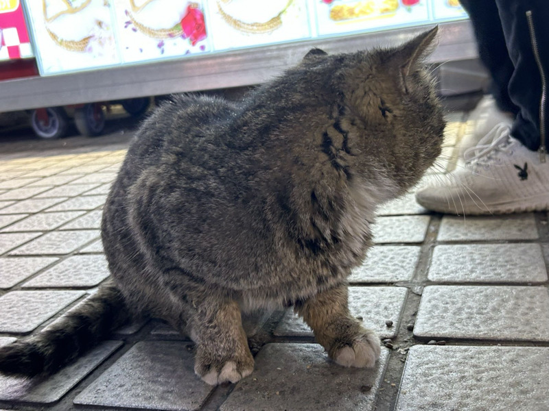 4月10日扬州市邗江区汇金谷捡到流浪猫,宠物猫,猫咪【猫招领启示/启事】