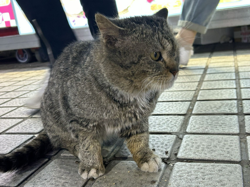 4月10日扬州市邗江区汇金谷捡到流浪猫,宠物猫,猫咪【猫招领启示/启事】