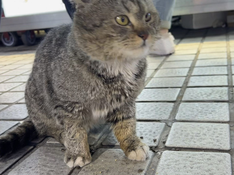 4月10日扬州市邗江区汇金谷捡到流浪猫,宠物猫,猫咪【猫招领启示/启事】