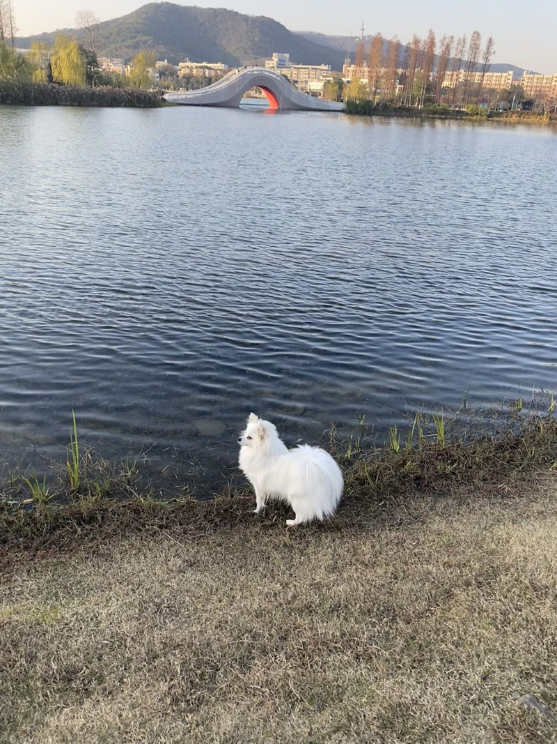 4月10日长沙市岳麓区后湖阜埠河地铁站3号口后湖路附近走失博美【寻博美启示/启事】