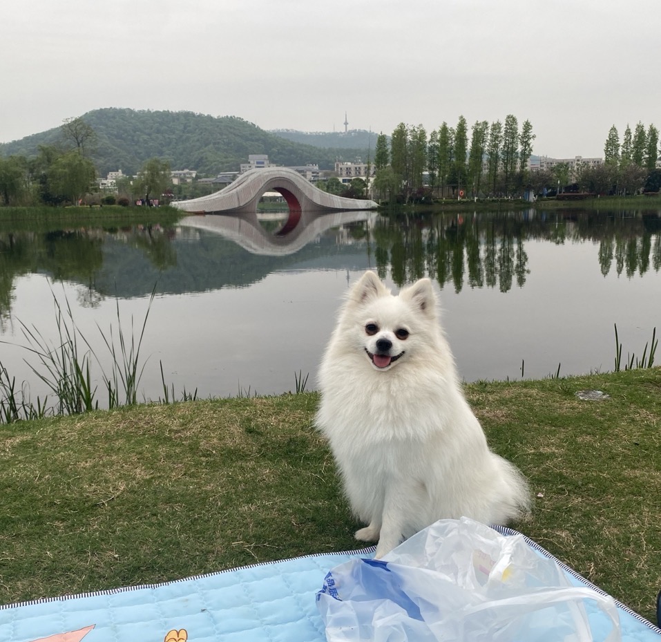 4月10日长沙市岳麓区后湖阜埠河地铁站3号口后湖路附近走失博美【寻博美启示/启事】