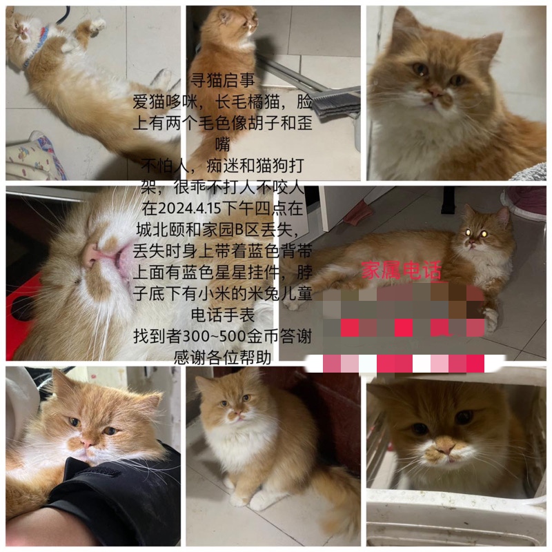 4月15日宿迁市沭阳县颐和家园B区走失猫,宠物猫,猫咪【寻猫启示/启事】