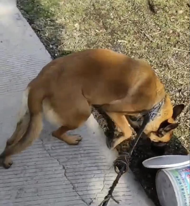 4月20日南京市六合区滁园路附近走失马犬,比利时马里努阿犬【寻马犬启示/启事】