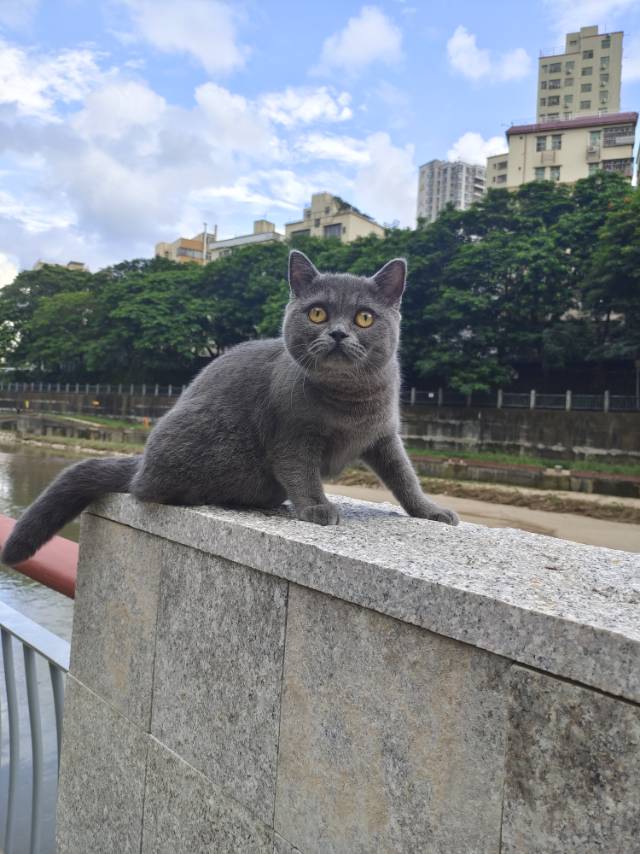 4月24日云浮市云城区河口街道南约村走失英短蓝猫,英国蓝色短毛猫【寻英短蓝猫启示/启事】