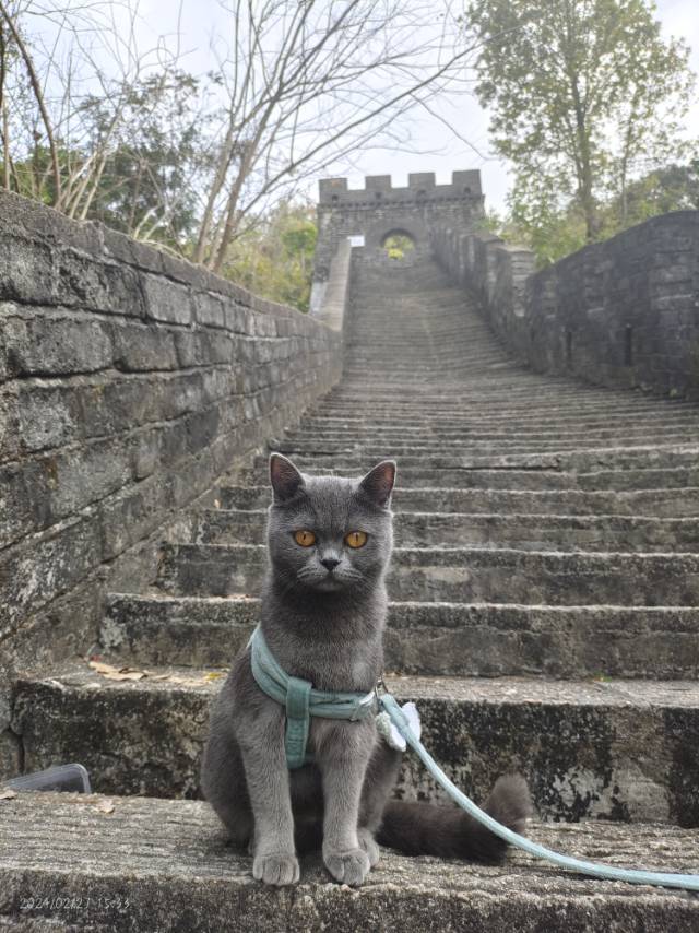 4月24日云浮市云城区河口街道南约村走失英短蓝猫,英国蓝色短毛猫【寻英短蓝猫启示/启事】