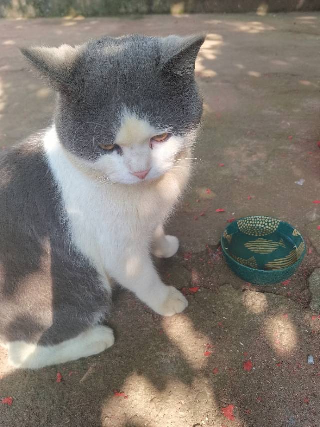 4月5日海口市琼山区大坡镇龙村四队走失猫,宠物猫,猫咪【寻猫启示/启事】