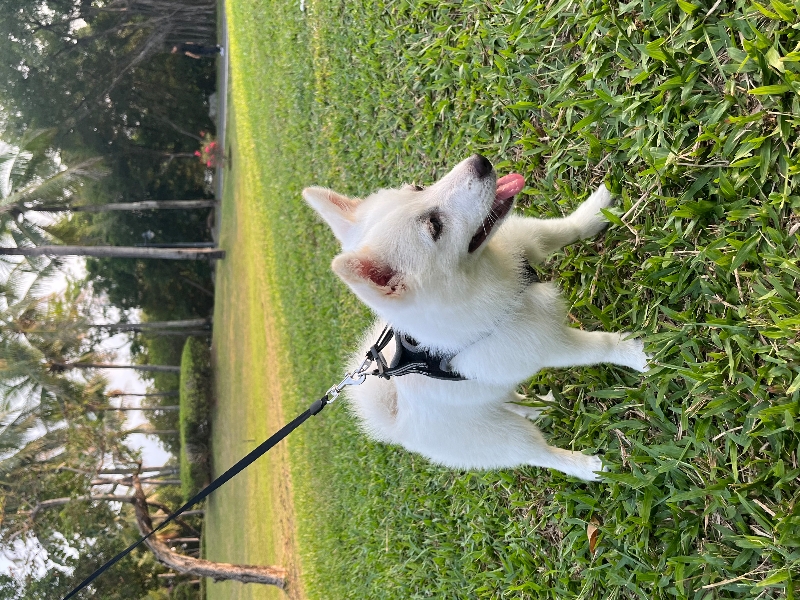 4月28日三亚市吉阳区万科湖畔度假公园领养秋田犬【领养启示/启事】