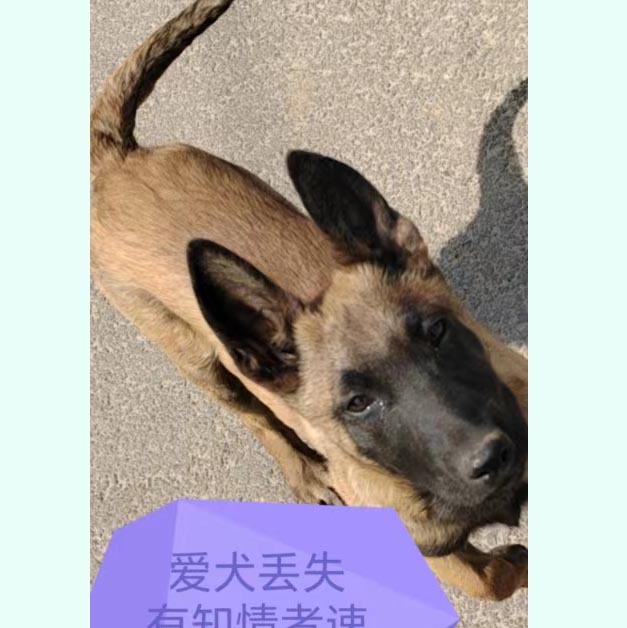 4月29日北京市密云区大城子镇搭梁峪附近走失马犬,比利时马里努阿犬【寻马犬启示/启事】