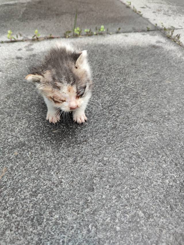 5月1日南京市浦口区生命健康创新中心领养猫,宠物猫,猫咪【领养启示/启事】