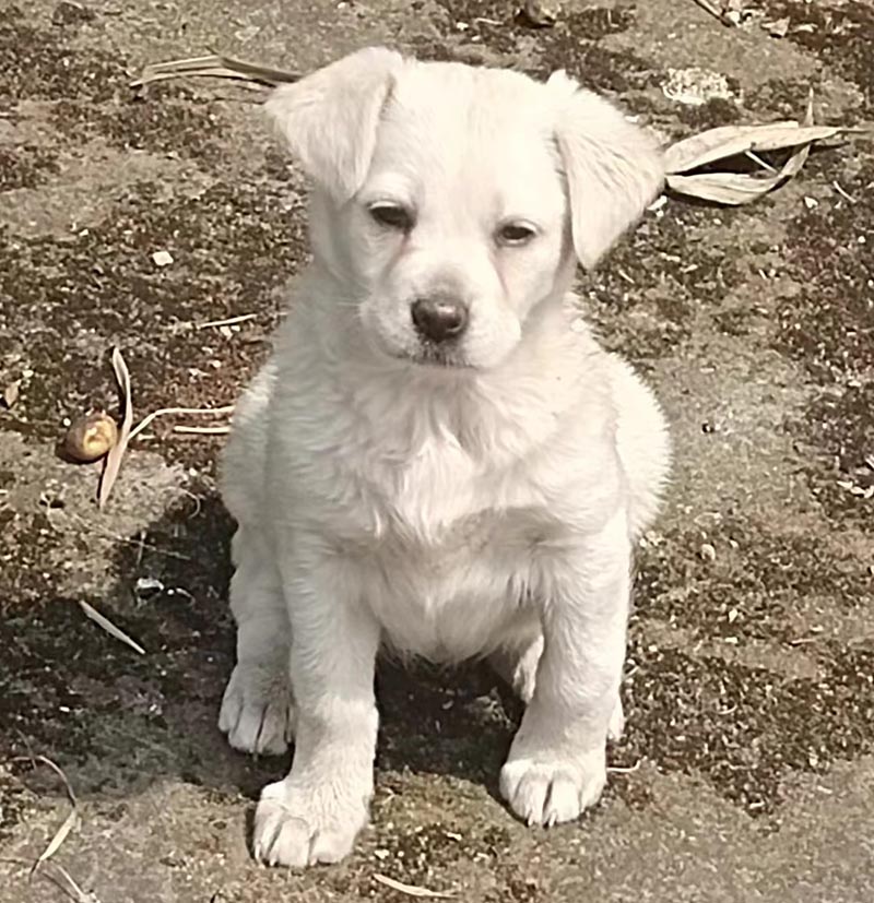 5月4日遂宁市船山区遂乐路(广德街道刘家湾)附近走失土狗,柴犬,田园犬,中华田园犬【寻土狗/田园犬启示/启事】