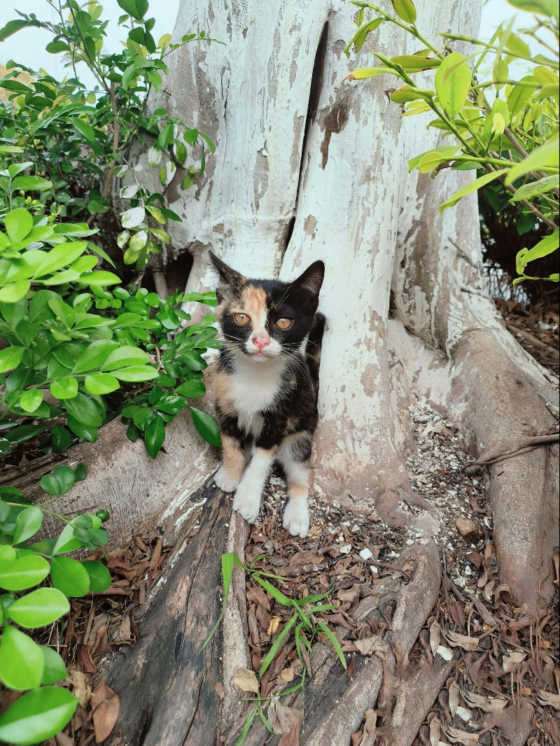 5月6日广州市南沙区鱼窝头派出所领养猫,宠物猫,猫咪【领养启示/启事】