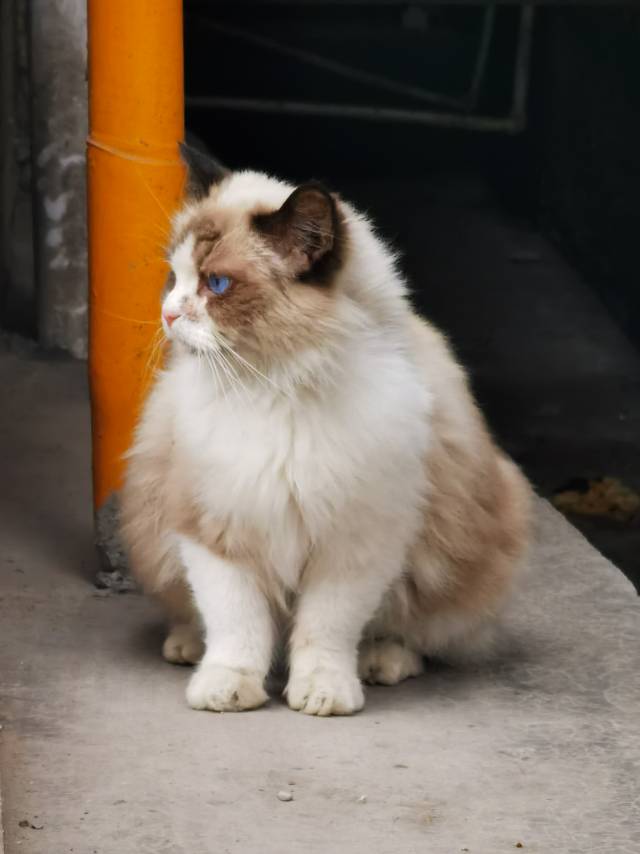 5月6日南充市南部县红岩子大道领养猫,宠物猫,猫咪【领养启示/启事】